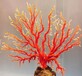 天然红珊瑚的鉴定及收藏成都专门鉴定检测红珊瑚真假和价格