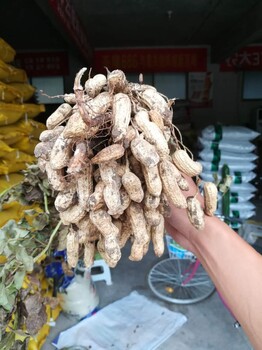 花生三遍药高产防早衰用斤半棵