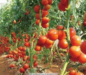 辽宁区域大棚西红柿种植用什么肥料好