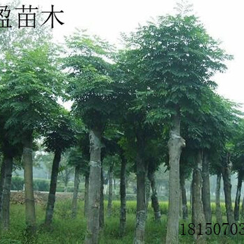 福建台湾栾树种植基地，河北栾树批发采购，移植栾树，骨架栾树产地