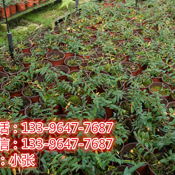 出售鐵皮石斛