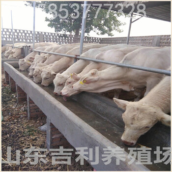 广西南宁肉牛养殖基地