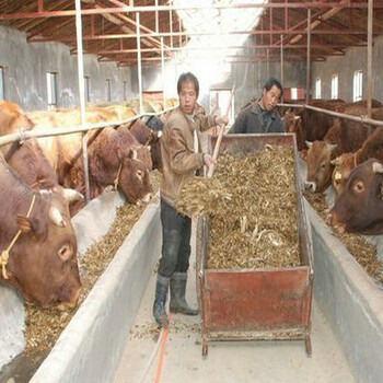 中国昆明正规养牛场批发
