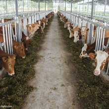 夏洛莱牛肉市场价格图片