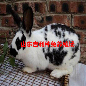 大庆市萨尔图区哪里养殖兔子