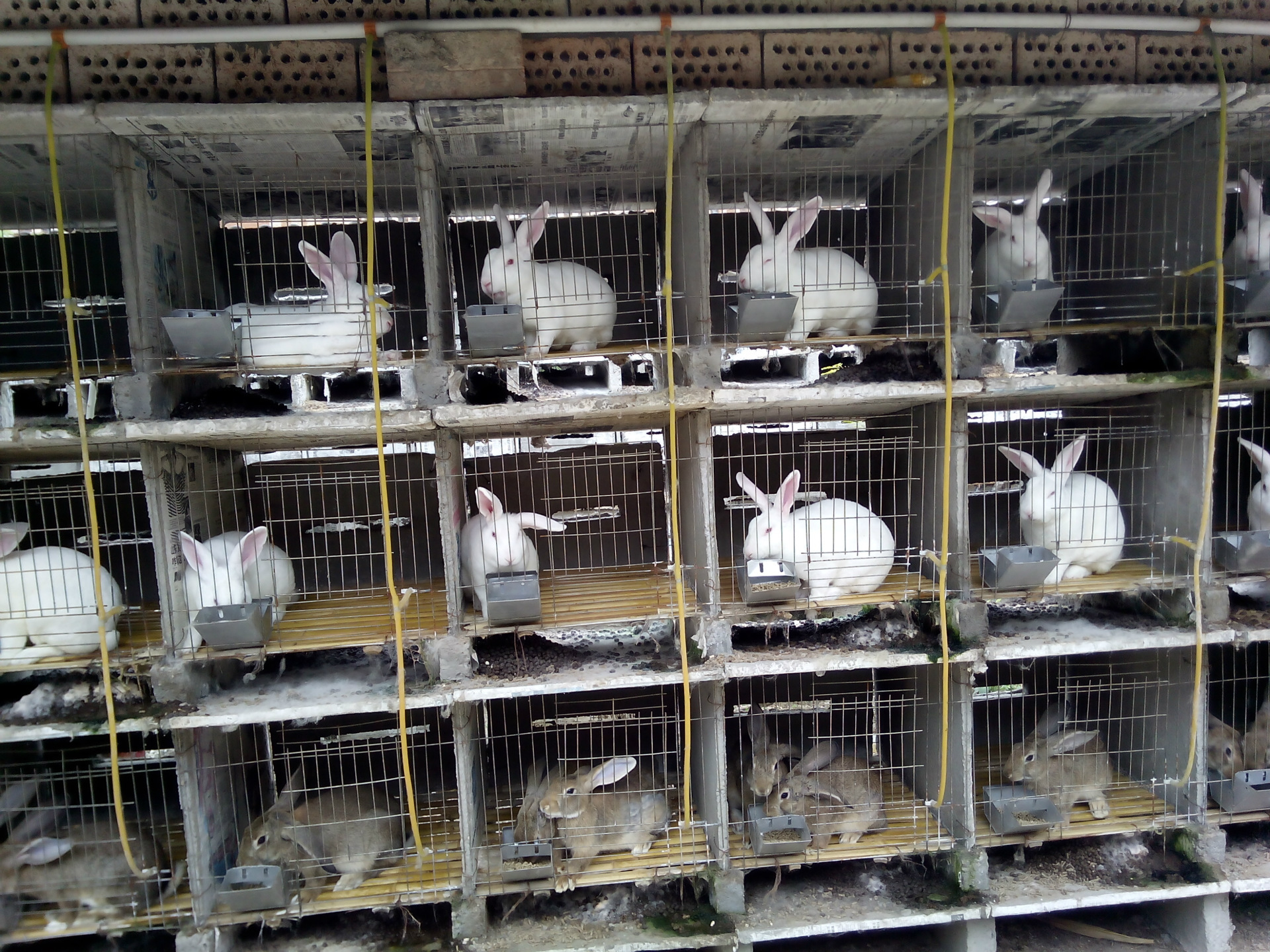 杭州市江干区哪里养殖兔子