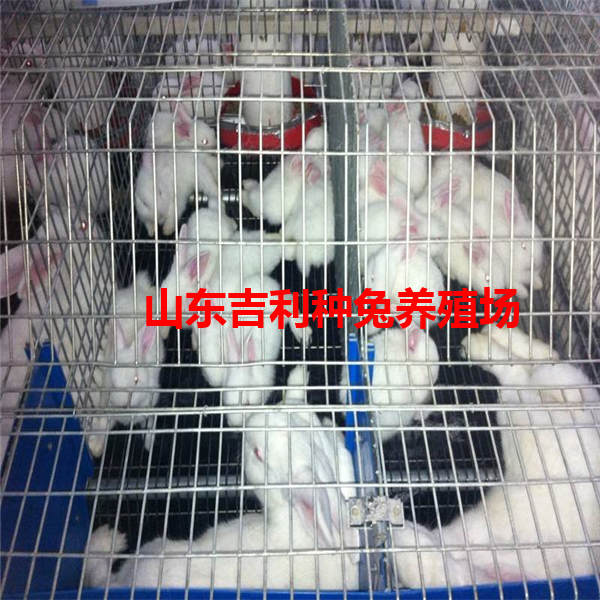 山西省忻州市代县哪里养殖兔子