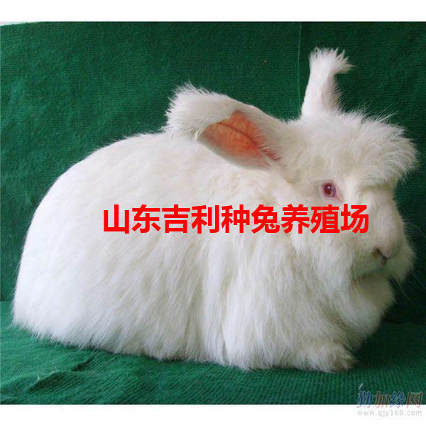 山西省忻州市代县哪里养殖兔子