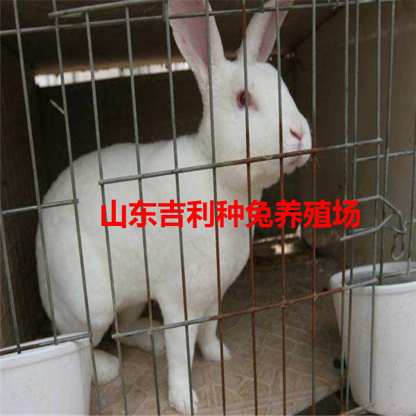 广东省清远市英德市哪里养殖兔子