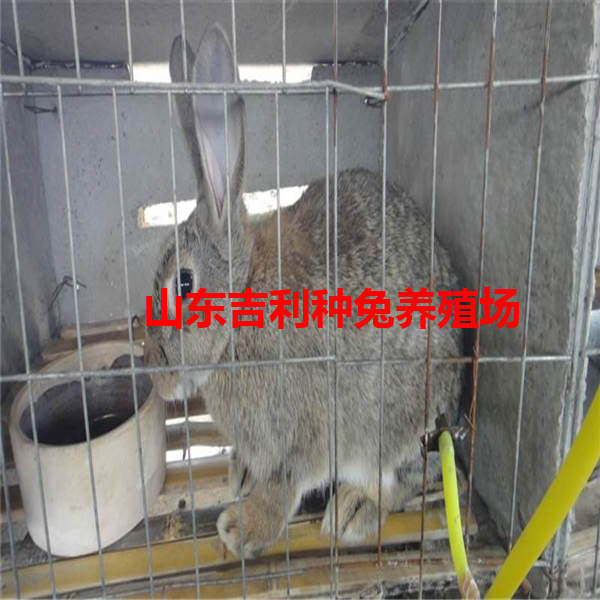 大庆市萨尔图区哪里养殖兔子