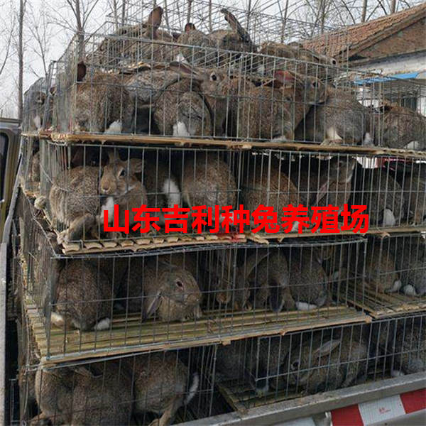 云南省西双版纳傣族自治州勐海县哪里养殖兔子