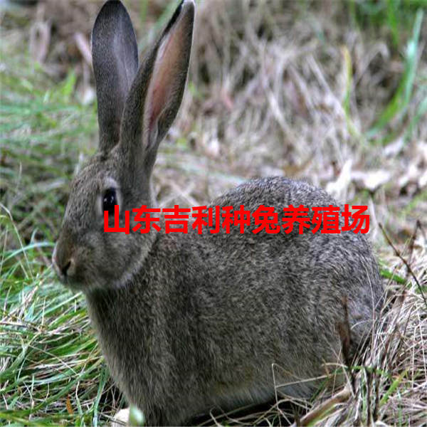 黄冈市浠水县哪里养殖兔子