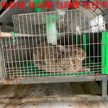 广东杂交野兔价格