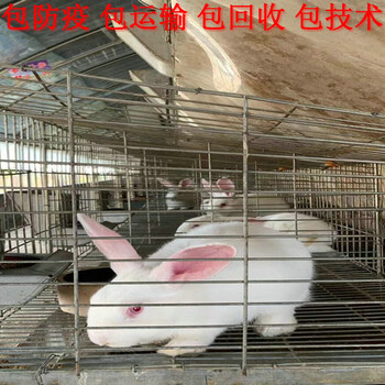 四川兔子养殖基地