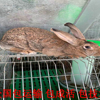 云南玉溪有肉兔养殖场