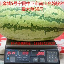 西瓜种子就选双红金城5号图片