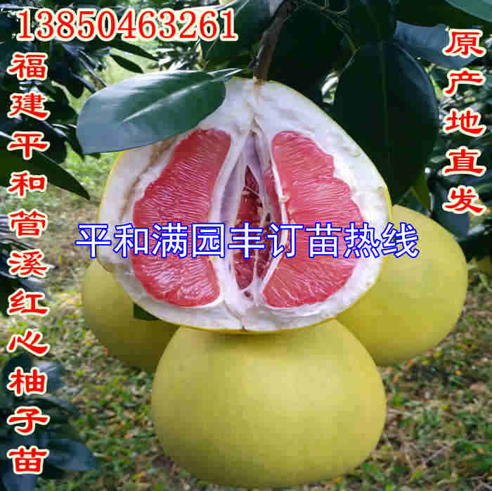 三红柚套袋技术,三红柚套袋视频