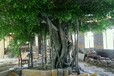 安阳水泥雕塑咨询假山假树