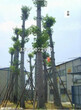 四川木棉树，四川木棉树基地在哪，四川木棉树价格多少图片