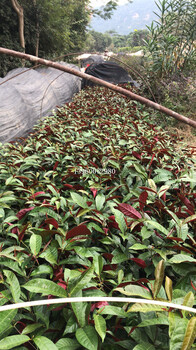 江蘇紅背桂地被苗報(bào)價(jià)，江蘇紅背桂袋苗供應(yīng)商，枝葉飄颯