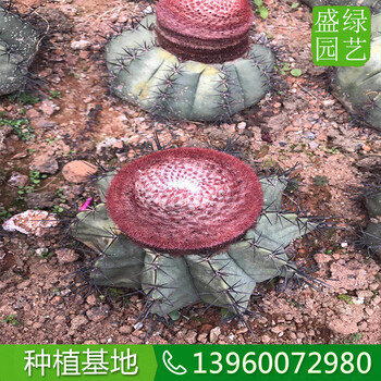 廣西桂林碧云多少錢，廣西桂林碧云品相好價格實惠觀賞樹