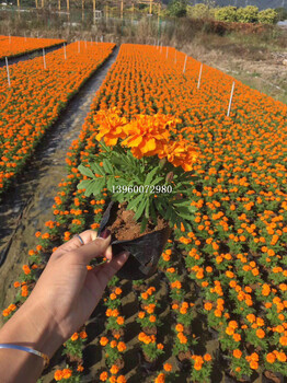 江西冬季时花花境花带，江西冬季时花地被小苗基地供货观赏花