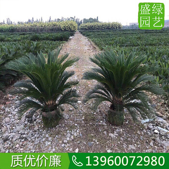 上海高60蘇鐵移植苗一手價(jià)，上海蘇鐵自家苗圃批發(fā)價(jià)格低園林造景