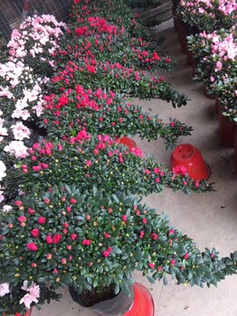 广东杜鹃花苞饱满，杜鹃花价格便宜卖了，杜鹃花产地农户供应