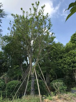 江苏批发朴树地苗，朴树袋苗产地发货，朴树移植苗价格相差