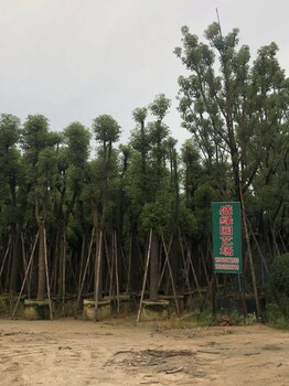 贵州21公分香樟底根多，安顺市香樟每丛3枝