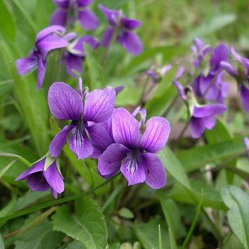 花卉苗木种子、青州草花苗木、花卉基地