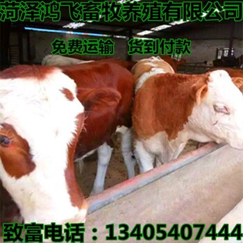 黑龙江大庆肉牛养殖基地西门塔尔肉牛出售