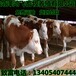 现在养殖鲁西黄牛肉牛利润小牛犊子多少钱肉牛养殖新方法免费送