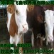 小牛犊养殖技术西门塔尔牛价格