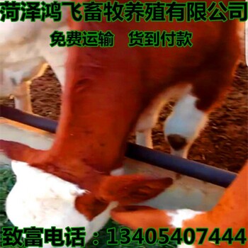 甘肃庆阳黄牛苗小牛犊价格山东