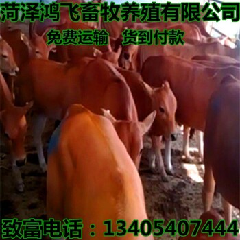 大型肉牛养殖场西门塔尔母牛价格