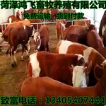 贵州遵义黄牛养殖基地肉牛犊