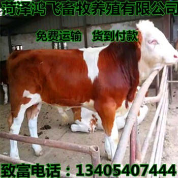 鲁西南黄牛价格养殖肉牛犊价格