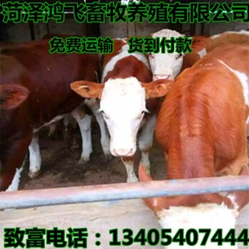 辽宁黄牛交易市场想买西门肉牛犊，20头，得多少钱