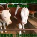鲁西黄牛肉牛犊价格300斤西门塔尔牛犊价格