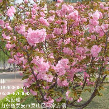 山东樱花苗价格