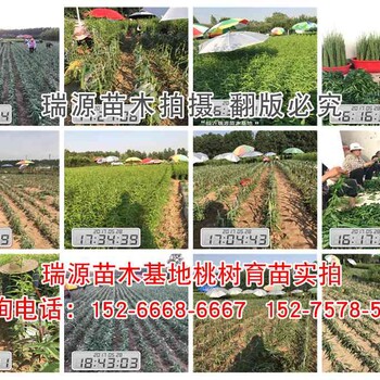 新疆冬雪王桃小苗产量如何凤阳晚熟桃品种