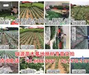 黄桃优良品种种植优势品种_黄桃优良品种种植优势品种介绍图片