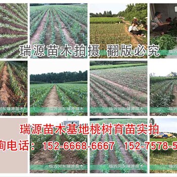 6月成熟的黄桃品种介绍南方适合种植什么蟠桃品种