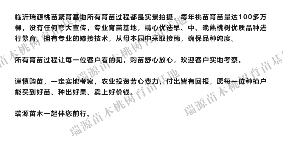 黄桃一亩要多少苗适合价格,黄桃一亩要多少苗适合多少钱一棵