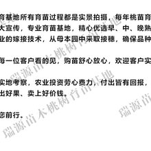 黄金蜜0号冬雪桃树苗图片