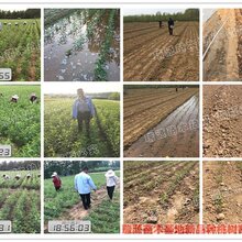 批发秋雪桃树苗哪有卖、咨询秋雪桃树苗哪有卖图片