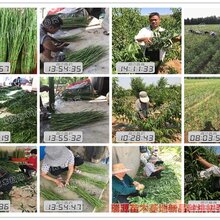 桃的品种重阳红_桃的品种重阳红黄蟠桃树苗图片