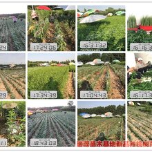 哪里有冬桃苗卖种桃子什么品种最好吃图片