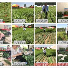 批发蟠桃品种、批发蟠桃品种图片